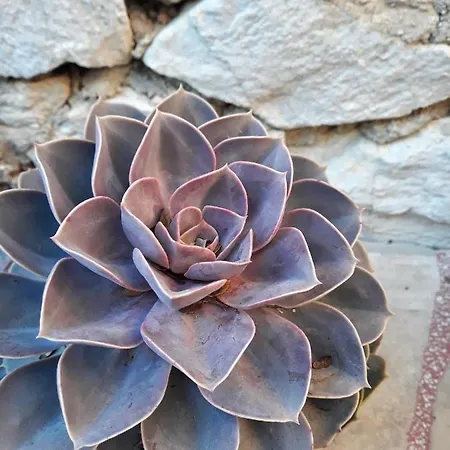 Lägenhet Calypso Trogir