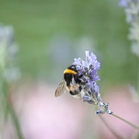 Apartamento Calypso *